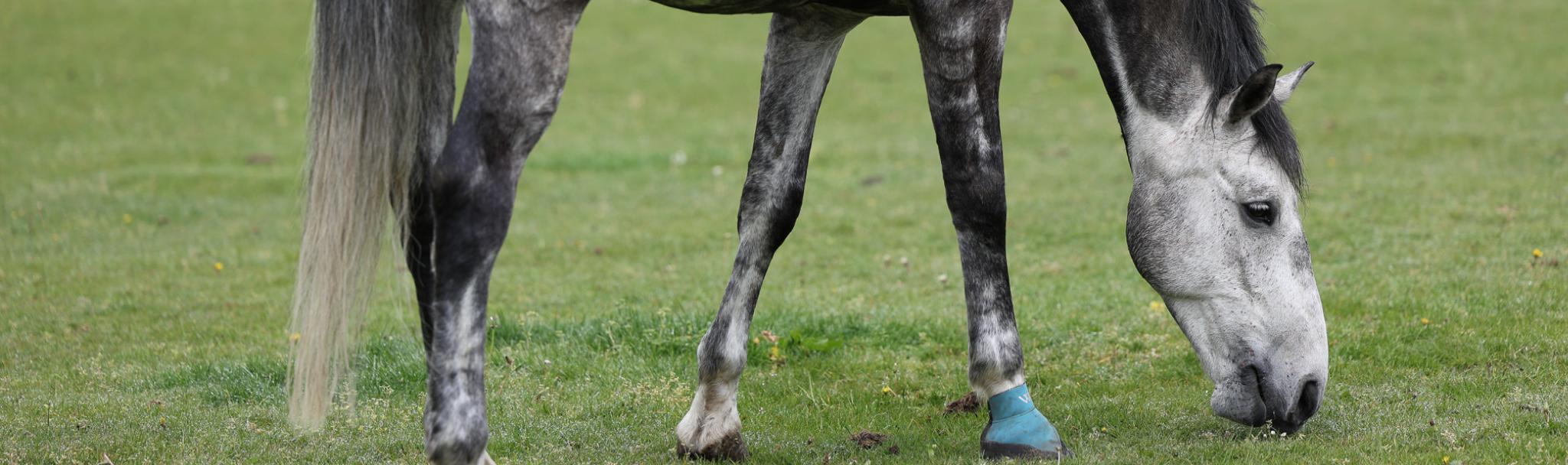 How to write a horse advert that actually sells (get listed now)